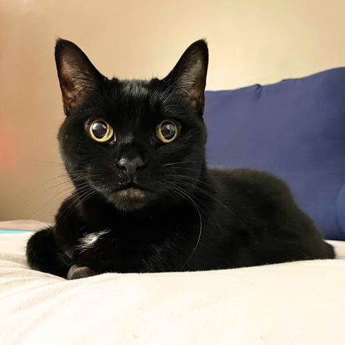 A GIRL CALLED LULU - Domestic Short Hair available for adoption