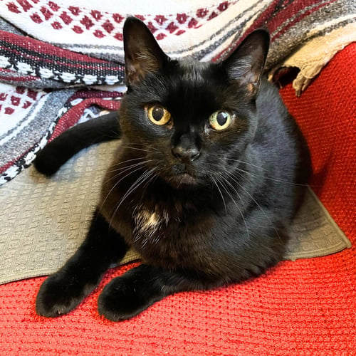 A GIRL CALLED LULU - Domestic Short Hair available for adoption