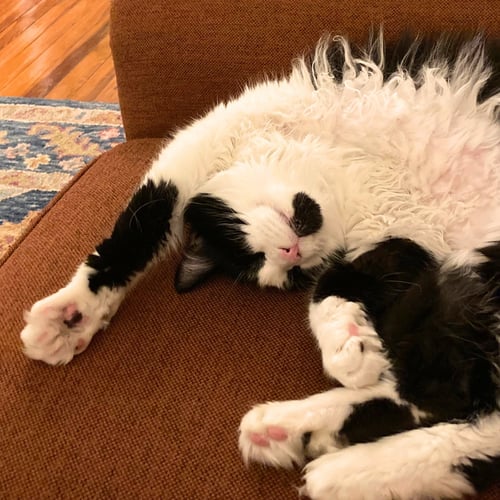 BRONSON - Domestic Long Hair available for adoption