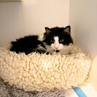 Bronson - Photo 7