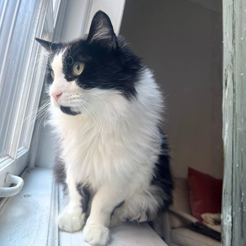 BRONSON - Domestic Long Hair available for adoption