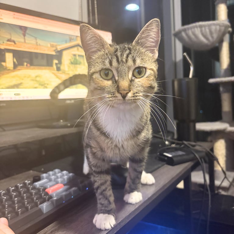 Delgato Image