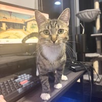 Delgato - Photo 1