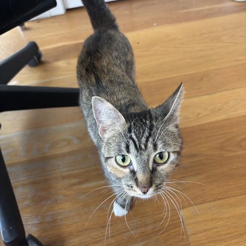 DELGATO - Domestic Short Hair available for adoption