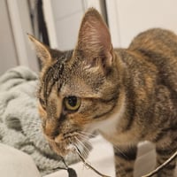Delgato - Photo 3