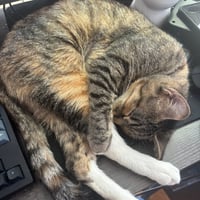 Delgato - Photo 7