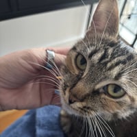 Delgato - Photo 4
