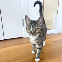 Delgato - Photo 5