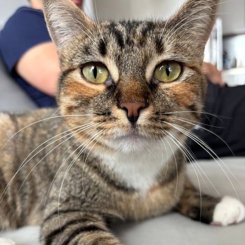DELGATO - Domestic Short Hair available for adoption