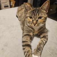 Delgato - Photo 6
