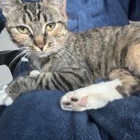 Delgato - Photo 7
