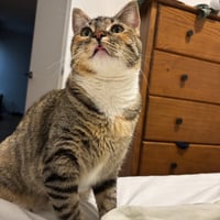 Delgato - Photo 6