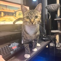 Delgato - Photo 4