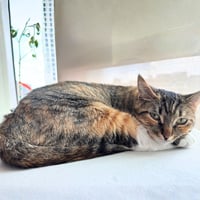 Delgato - Photo 2