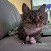 Delgato - Photo 3