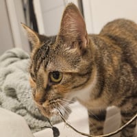 Delgato - Photo 5