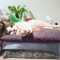Jimmy - Photo 1