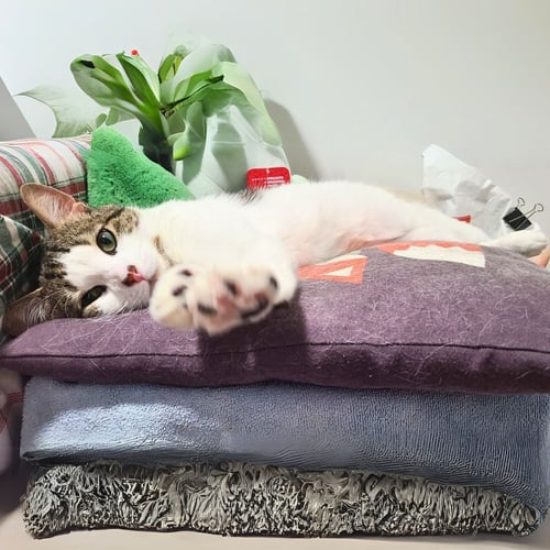 JIMMY - Domestic Short Hair available for adoption
