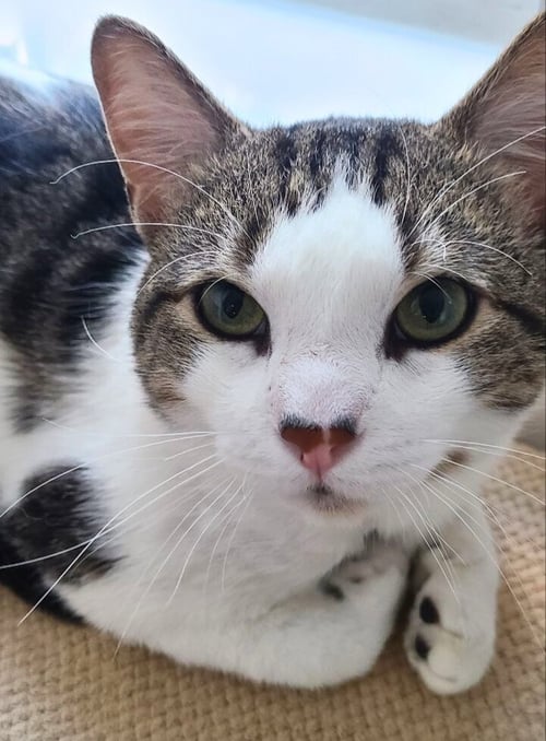 JIMMY - Domestic Short Hair available for adoption