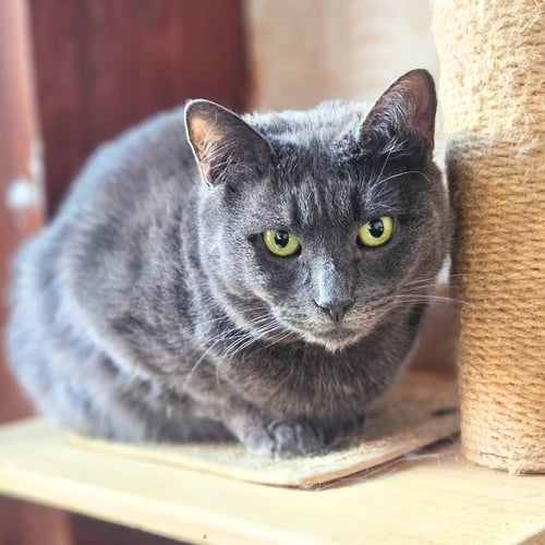 SHILOH - Domestic Short Hair available for adoption