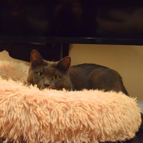 SHILOH - Domestic Short Hair available for adoption