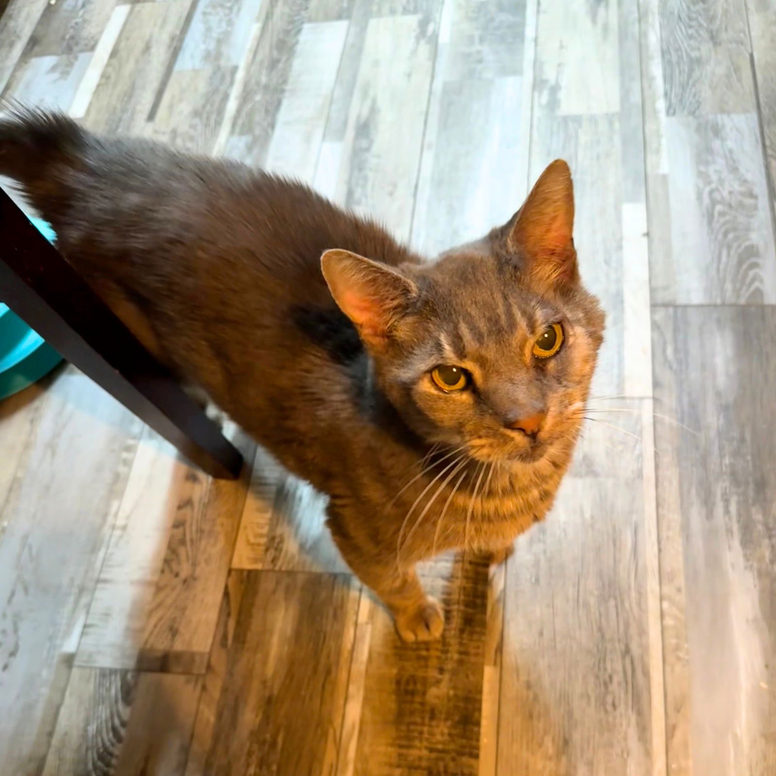 FRANK THE RABBIT - Domestic Short Hair available for adoption