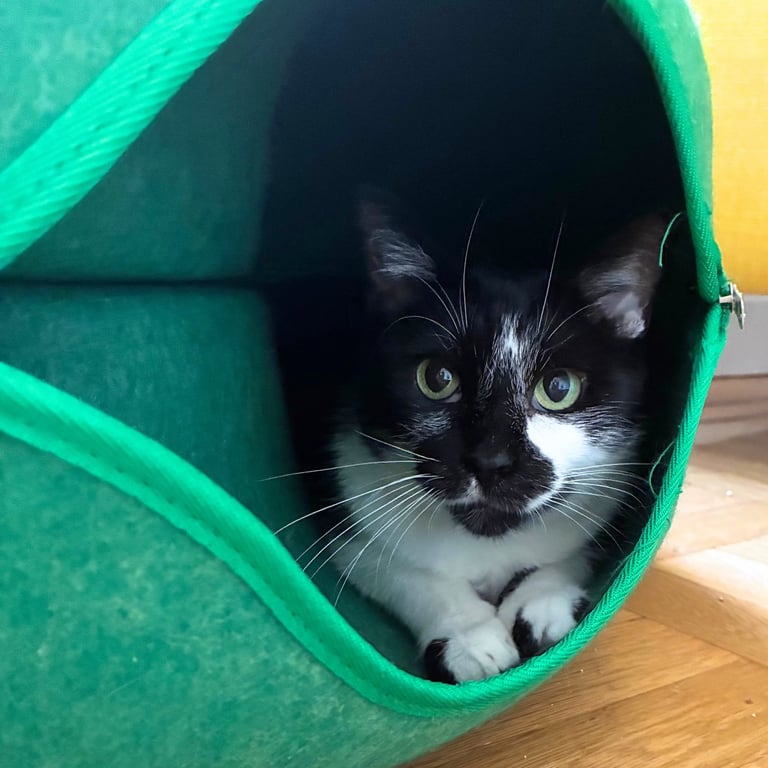 Noni Image
