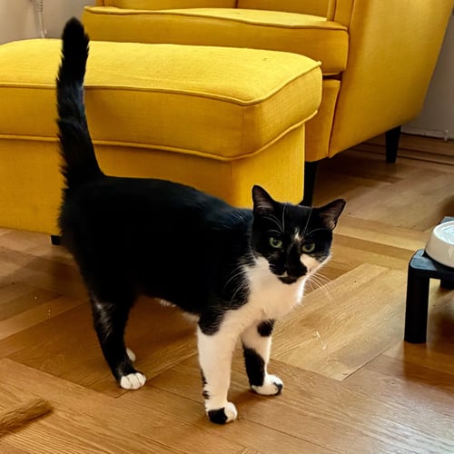 NONI - Domestic Short Hair available for adoption