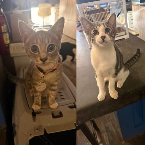 LARGE FRIES & SMALL FRIES - Domestic Short Hair available for adoption