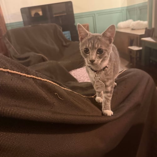 LARGE FRIES & SMALL FRIES - Domestic Short Hair available for adoption