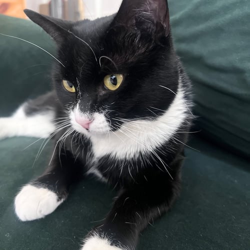RIBBON RED - Domestic Short Hair available for adoption