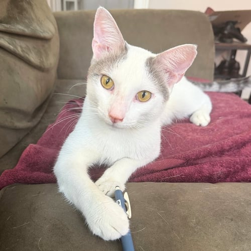 ERLING HAALAND - Domestic Short Hair available for adoption