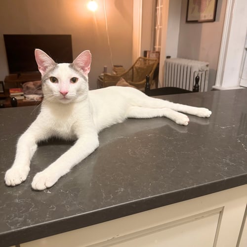 ERLING HAALAND - Domestic Short Hair available for adoption