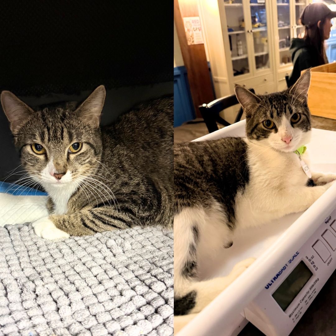 SAUSAGE - Domestic Short Hair available for adoption