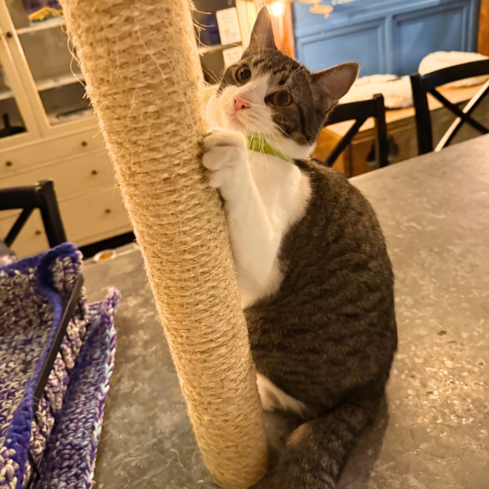 SAUSAGE - Domestic Short Hair available for adoption