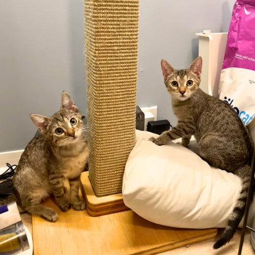 ACTION & JACKSON - Domestic Short Hair available for adoption