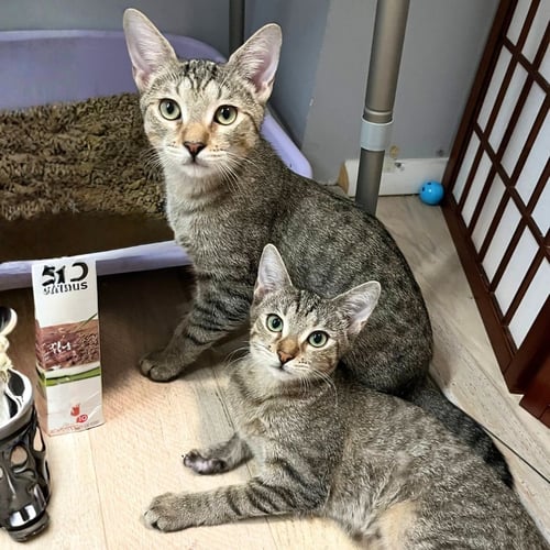 ACTION & JACKSON - Domestic Short Hair available for adoption