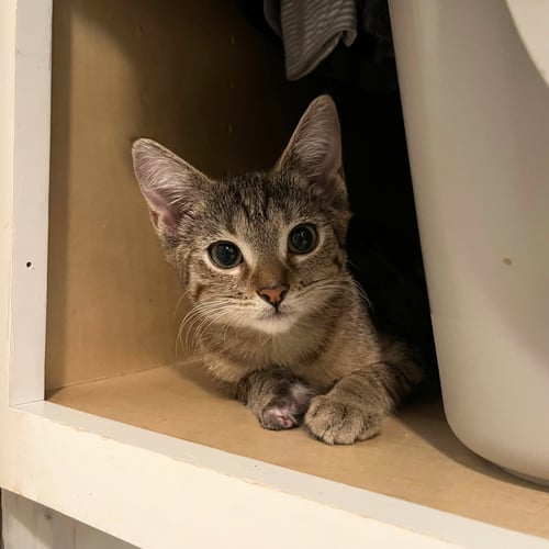 ACTION & JACKSON - Domestic Short Hair available for adoption
