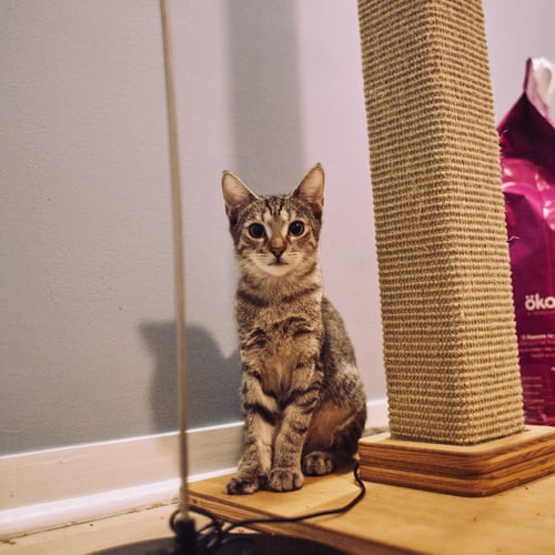 ACTION & JACKSON - Domestic Short Hair available for adoption