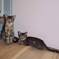 Action & Jackson - Photo 4