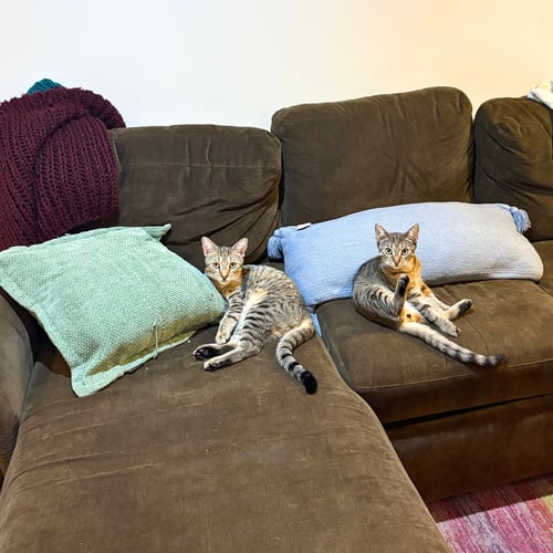 ACTION & JACKSON - Domestic Short Hair available for adoption