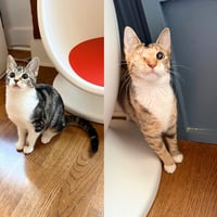 Cinnamon & Nutmeg - Photo 1