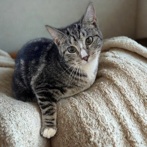 SOARIN' EAGLE - Domestic Short Hair available for adoption