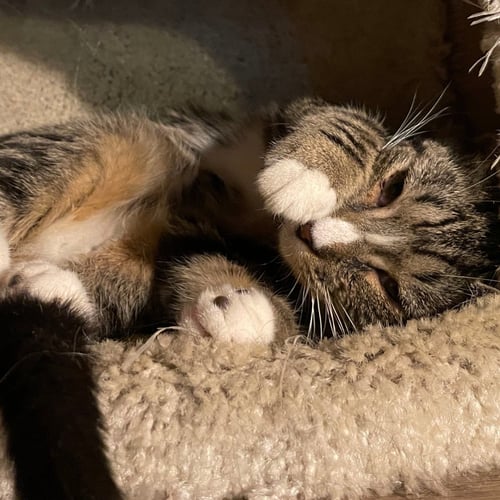 SOARIN' EAGLE - Domestic Short Hair available for adoption