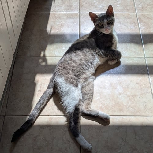 MITSKI - Domestic Short Hair available for adoption