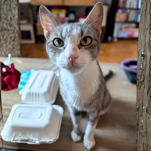 MITSKI - Domestic Short Hair available for adoption