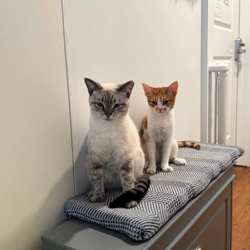 LOW TEMP & PINK CHAMPAGNE - Domestic Short Hair available for adoption