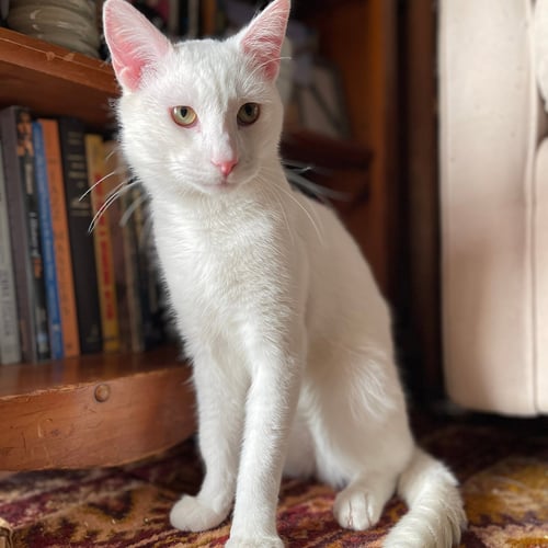 BENI - Domestic Short Hair available for adoption