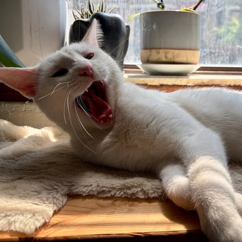 BENI - Domestic Short Hair available for adoption