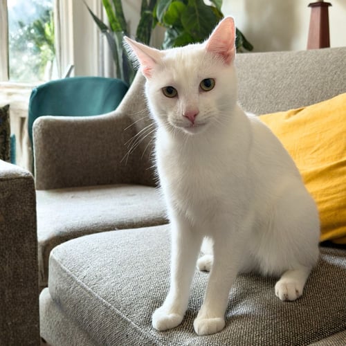 BENI - Domestic Short Hair available for adoption